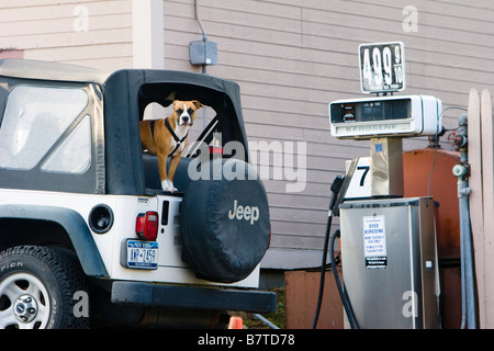 Ein Hund in einem Auto in Wilmington New York, USA Stockfoto