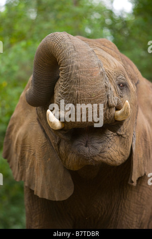 In der Nähe, von einem männlichen afrikanischen Elefanten öffnen Mund und heben den Stamm in Südafrika. Stockfoto