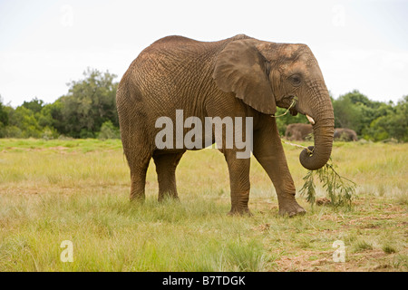 Afrikanischer Elefant Essen Grün in Südafrika. Stockfoto