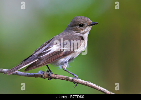 pied-Fliegenschnäpper (Ficedula Hypoleuca), sitzt auf einem Zweig, Deutschland, Rheinland-Pfalz Stockfoto