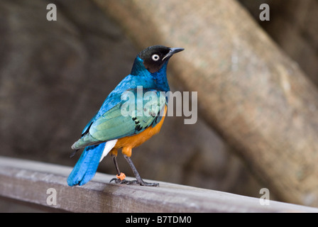 Bunte Superb Starling Stockfoto