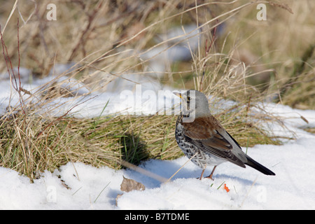 Wacholderdrossel Turdus Pilaris stehen im Schnee Stockfoto