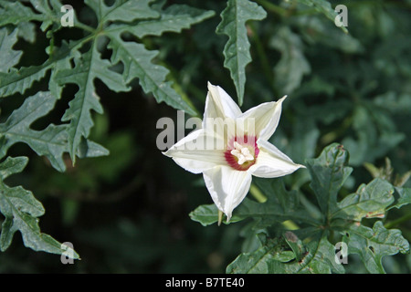 weiße Blüte mit rosa Mitte vor dunkelgrünen Blätter Laub. Stockfoto