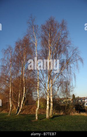 am Flussufer Winter Bäume Wald Medway Valley gehen Fluss Medway Yalding Kent uk Stockfoto