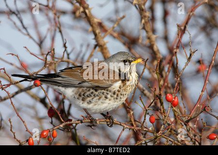 Wacholderdrossel Turdus Pilaris Fütterung auf Hagebutten Beeren Potton Bedfordshire Stockfoto