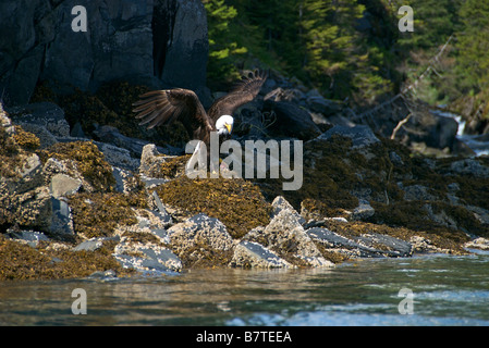 Ein Weißkopfseeadler fliegt bei der Fütterung auf einen Lachs in den Prince William Sound, alaska Stockfoto