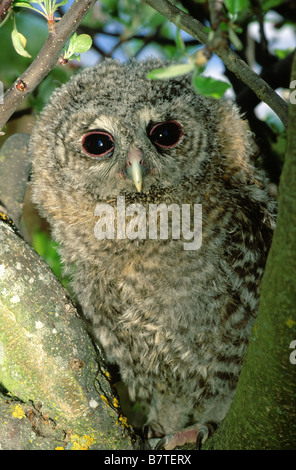 Waldkauz (Strix Aluco) Stockfoto