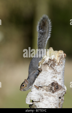 Graue Eichhörnchen Sciurus Carolinensis auf Birke anmelden aussehende alert Potton Bedfordshire Stockfoto