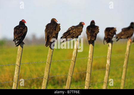 Türkei-Geier (Cathartes Aura), Gruppe mit einem amerikanischen Mönchsgeier (Coragyps Atratus), sitzen auf den Pfosten eines Zaunes, USA Stockfoto