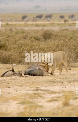 Löwin ernährt sich von Gnus Beute Stockfoto