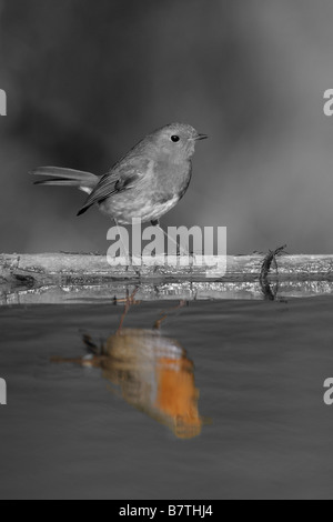 Robin Erithacus Rubecula thront am Pool mit Spiegelung im Wasser Stockfoto