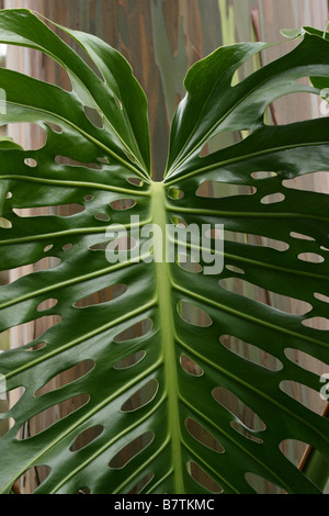 Monstera Deliciosa Blatt vor bunten Rinde des Stammes Rainbow Gum Eukalyptus Stockfoto