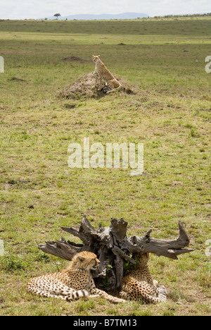 Gepard sitzt auf einem Hügel mit ihren zwei jungen im Vordergrund in der Masai Mara in Kenia Stockfoto