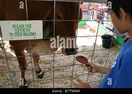 Japanische junge Brahma Kuh an der New Mexico State Fair mit einem Löffel füttern Stockfoto