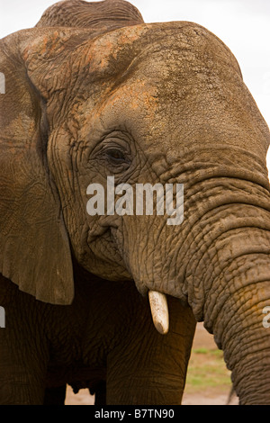 Nahaufnahme eines afrikanischen Elefanten in Südafrika zeigt der Stamm und die Tusk. Stockfoto