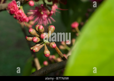 Die Blume der Syzygium Samarangense oder Eugenia Javanica ist eine Spezies in der Myrtaceae, einheimische Früchte von Indonesien Stockfoto