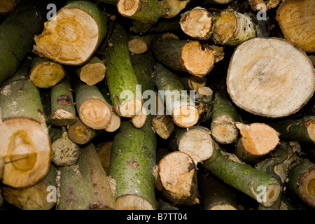 Viele Protokolle Stockfoto