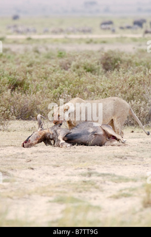 Löwin ernährt sich von der Gnu-Beute Stockfoto