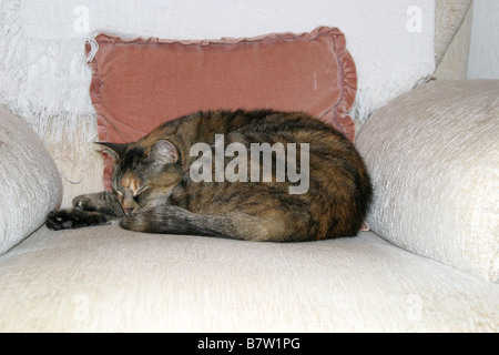 Eine Tabbykatze namens Willow, schlafend auf einem Sessel Stockfoto