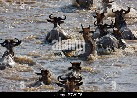 Kenia, Masai Mara, Narok Bezirk. Ein Krokodil greift ein Gnus, wie er über den Mara Fluss schwimmt Stockfoto