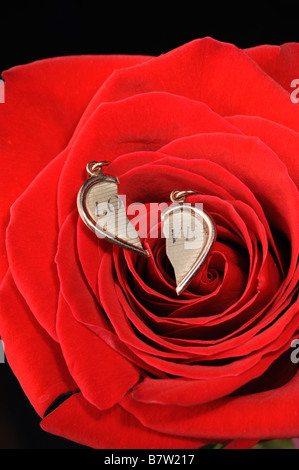 Ring in eine rote rose Schmuck auf einer blühenden Knospe einer Blume Stockfoto