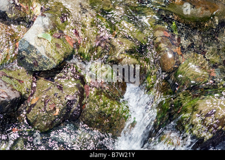 Kleine Steinen bedeckt mit Moos in frischem kalten Gebirgsbach im Dorf Kakopetria, Trodos-Gebirge, Südzypern Stockfoto