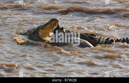 Kenia, Masai Mara, Narok Bezirk. Eine junge Gnus wird durch zwei große Krokodile angegriffen, während es den Mara Fluss überquert Stockfoto