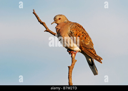 Turteltaube (Streptopelia Turtur), sitzt auf einem Ast, Deutschland, Rheinland-Pfalz Stockfoto