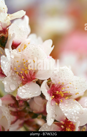 Mandelbaum blüht mit Tröpfchen Prunus Dulcis oder communis Stockfoto