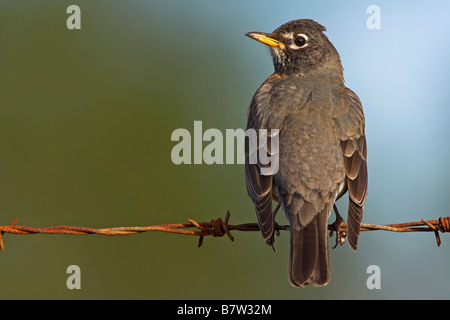 Amerikanischer Robin (Turdus Migratorius), sitzen auf Stacheldraht Zaun, USA, Florida Stockfoto