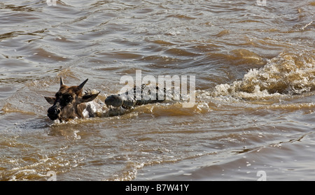 Kenia, Masai Mara, Narok Bezirk. Eine junge Gnus ist von einem großen Krokodil angegriffen, als es den Mara River überquert Stockfoto