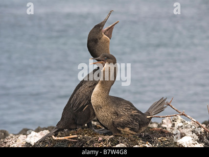 Ein paar flugunfähige Kormorane nisten in der Nähe von Isabela Island, Galapagos Stockfoto