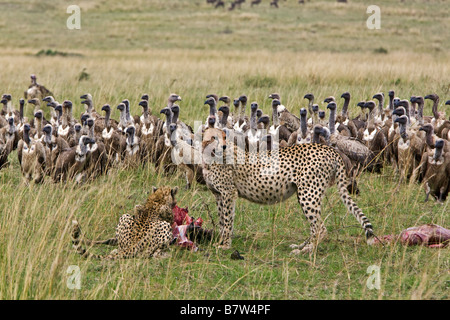 Kenia, Masai Mara, Narok Bezirk. Zwei Geparden fest auf einen jungen Gnus während Geier ihrerseits für die Reste warten Stockfoto