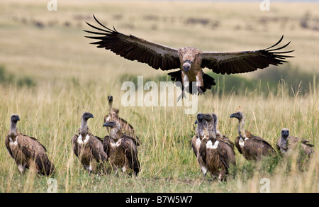 Kenia, Masai Mara, Narok Bezirk. Ein Weißrückenspecht Geier hereinkommt, landen in der Nähe einen Kill in der Masai Mara National Reserve Stockfoto