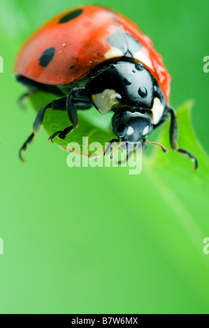 kleine rote Marienkäfer auf Blume Stockfoto