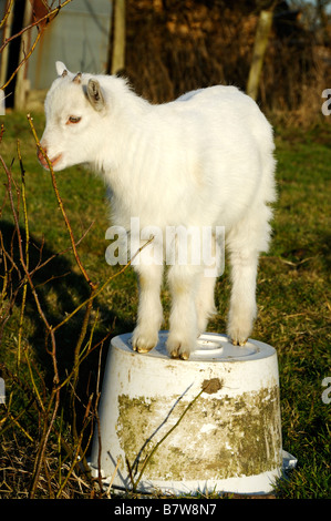 Stock Foto von einem weißen Saanen Kind stehend auf einem Eimer in den Garten Stockfoto