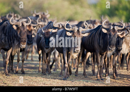 Kenia, Masai Mara, Narok Bezirk. Gnus versammeln sich in der Nähe von den Mara River während ihrer jährlichen Wanderung Stockfoto