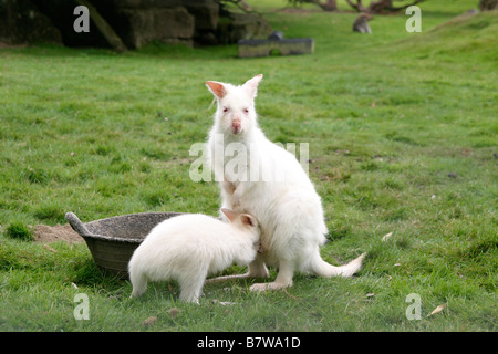 Ein Albino-Wallaby mit ihrem baby Stockfoto