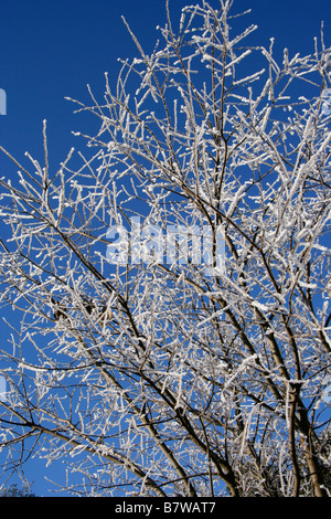 Gefrorenen Baum im winter Stockfoto