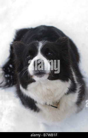 Border-Collie im Schnee Stockfoto