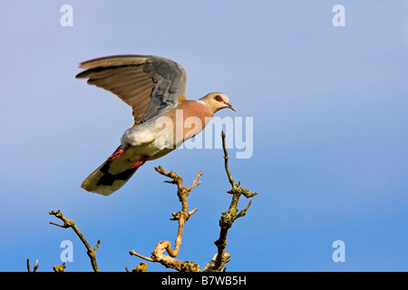 Turteltaube (Streptopelia Turtur), fliegt über die Äste eines Baumes, Deutschland, Rheinland-Pfalz Stockfoto