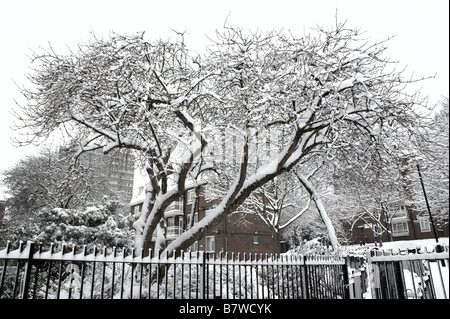 schneebedeckte Vogelkirsche auf Nord-London Islington Anwesen nach schwersten Schneefälle in Jahren. Stockfoto