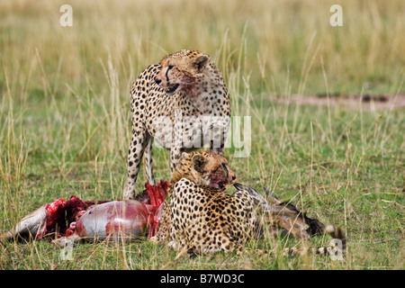 Kenia, Masai Mara, Narok Bezirk. Zwei Geparden fest auf einen jungen Gnus, die sie in die Masai Mara National Reserve getötet Stockfoto