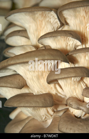 Austernpilz Pleurotus Ostreatus. Gewächshaus in Juneda, Katalonien, Spanien.  Intensive Produktion zum Verkauf Stockfoto