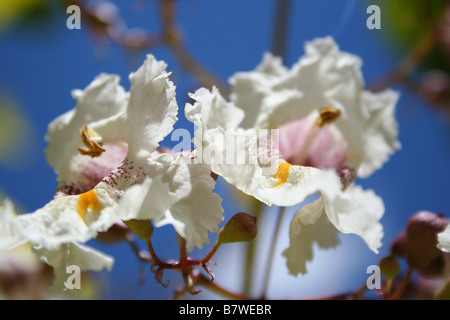 Nahaufnahme der Blumen von Catalpa bignonioides (indischer Bohnenbaum, Südkatalpa, Catawba) Stockfoto