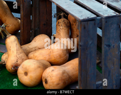 Entsprechend schmutzig Bio Eichel-Kürbisse auf den Verkauf von einer Holzkiste auf einem Bauernmarkt am Union Square in New York City. Stockfoto