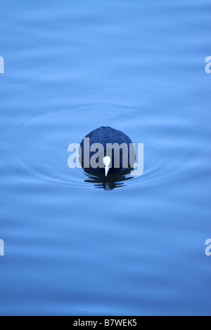 Eurasische Blässhühner auf Swithland Wasser, Leicestershire (Reservoir). Stockfoto