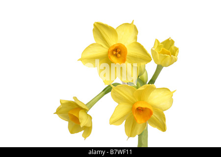 KLEINE NARZISSE BLUMEN Stockfoto
