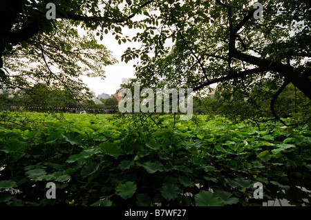 Shinobazu See aka Lotusteich (linke Hand), Heilige Lotus voller Pflanzen (Nelumbo Nucifera). Ueno-Park. Tokyo. Japan Stockfoto