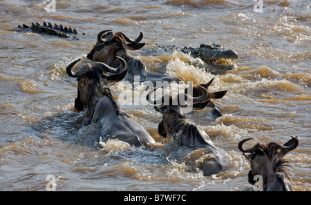 Kenia, Masai Mara, Narok Bezirk. Ein Gnus wird von einem Krokodile angegriffen, wie er über den Mara Fluss während der Migration schwimmt Stockfoto